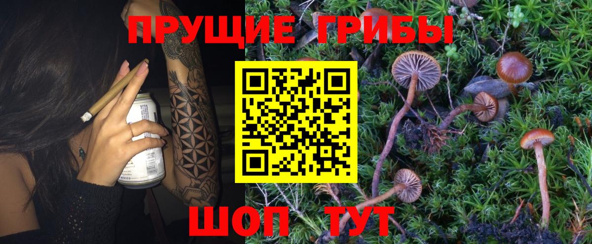 Псилоцибиновые грибы Psilocybe Междуреченск